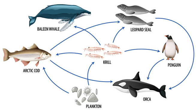 food web in water